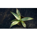 AGAVE chrysantha