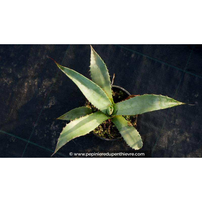 AGAVE chrysantha