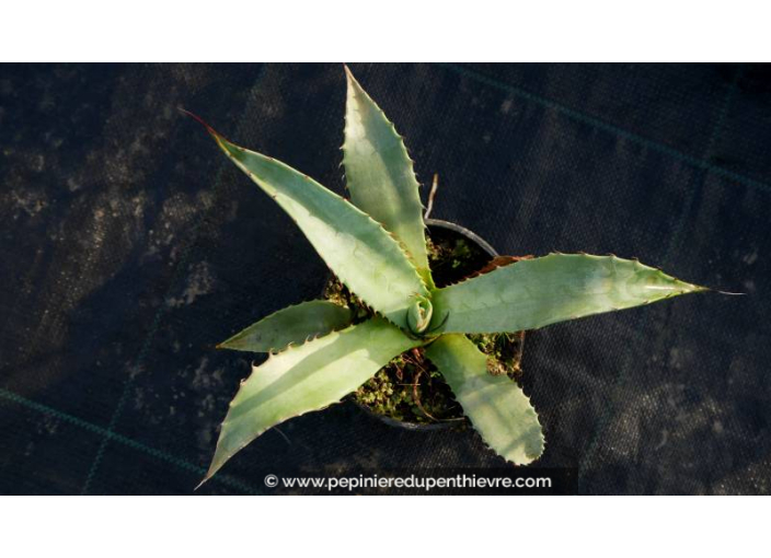 AGAVE chrysantha