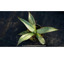 AGAVE chrysantha AGAVE chrysantha