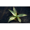 AGAVE chrysantha
