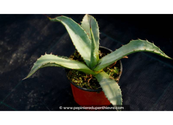 AGAVE chrysantha AGAVE chrysantha
