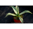 AGAVE chrysantha AGAVE chrysantha