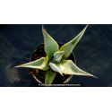 AGAVE deserti var. \'Deserti\'