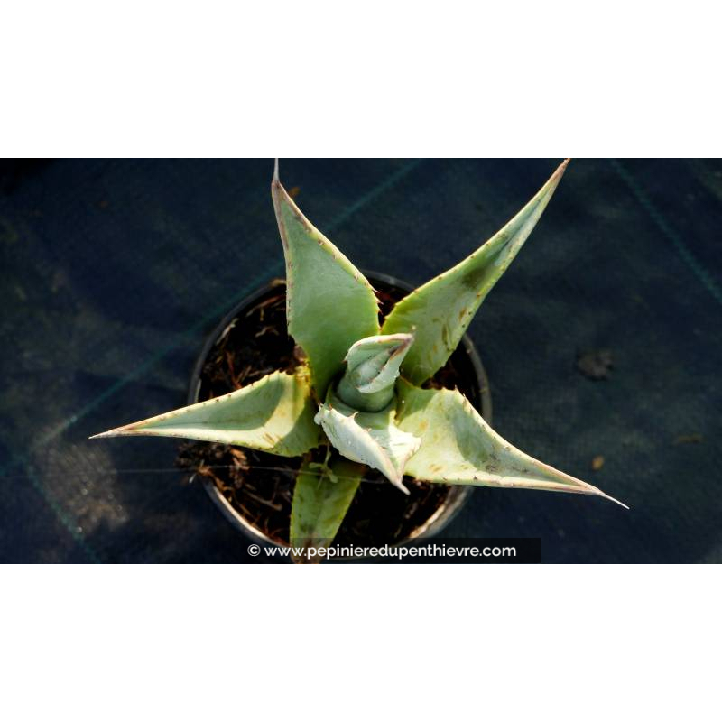 AGAVE deserti var. 'Deserti'