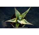 AGAVE deserti var. 'Deserti' AGAVE deserti var. 'Deserti'