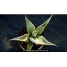 AGAVE deserti var. \'Deserti\'
