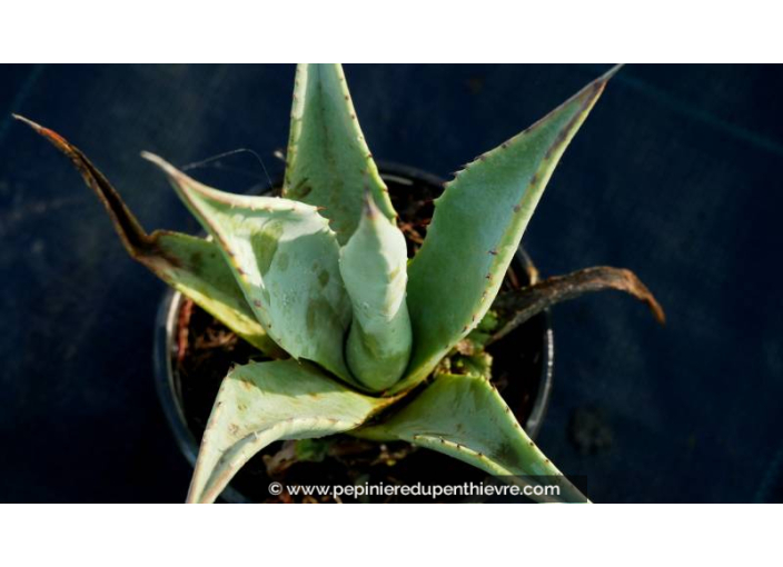 AGAVE deserti var. 'Deserti' AGAVE deserti var. 'Deserti'