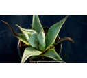 AGAVE deserti var. 'Deserti' AGAVE deserti var. 'Deserti'