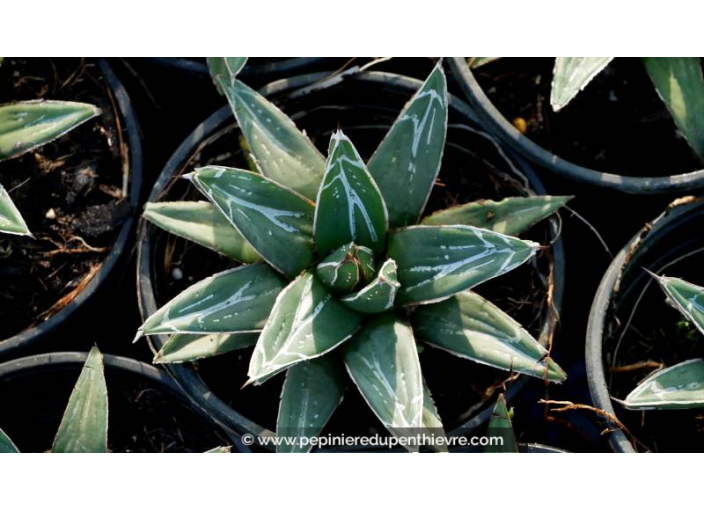 AGAVE victoriae-reginae