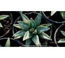 AGAVE victoriae-reginae