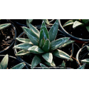 AGAVE victoriae-reginae