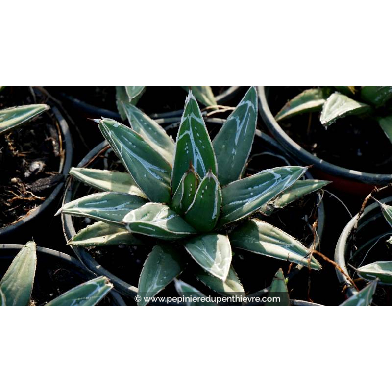 AGAVE victoriae-reginae