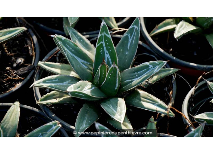 AGAVE victoriae-reginae