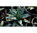AGAVE victoriae-reginae