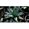AGAVE victoriae-reginae