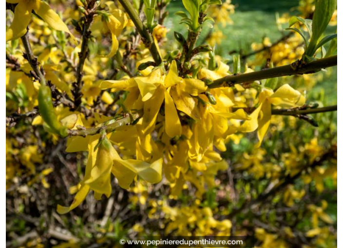 FORSYTHIA x  intermedia 'Marée d'Or'