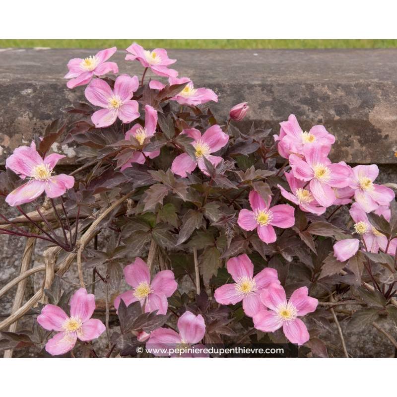 CLEMATIS montana 'Tetrarose'