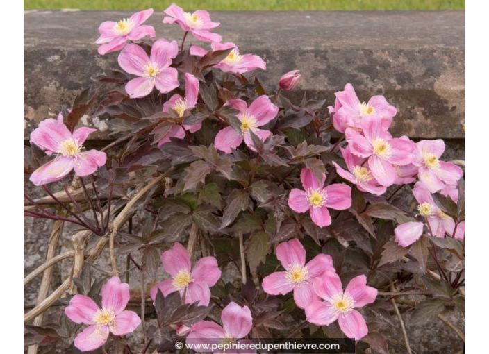 CLEMATIS montana 'Tetrarose'