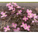 CLEMATIS montana 'Tetrarose'