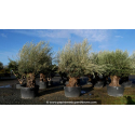 OLEA europaea - OLIVIER 'Bonsaï 120/150'
OLEA europaea - OLIVIER \'Bonsaï 120/150\'
