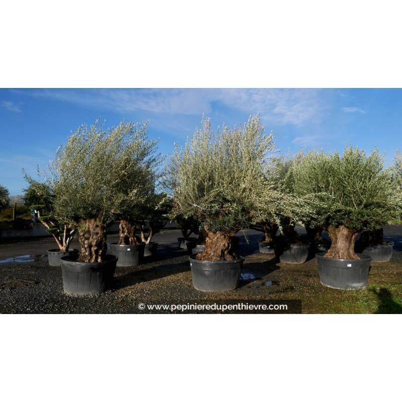 OLEA europaea - OLIVIER 'Bonsaï 120/150'