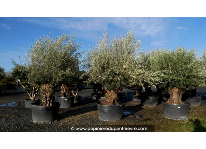 OLEA europaea - OLIVIER 'Bonsaï 120/150'