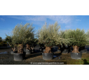 OLEA europaea - OLIVIER 'Bonsaï 120/150'