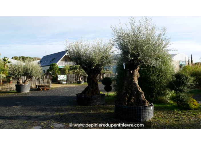 OLEA europaea - OLIVIER 'Bonsaï 200/250'