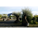 OLEA europaea - OLIVIER 'Bonsaï 200/250'