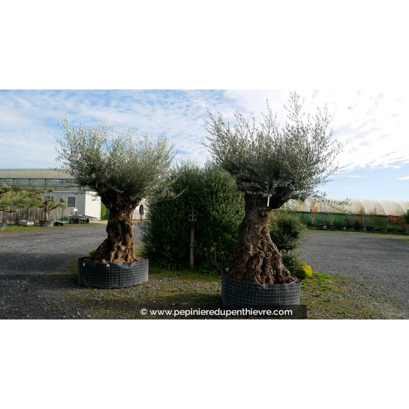 OLEA europaea - OLIVIER 'Bonsaï 200/250'