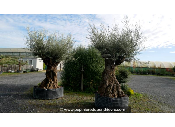 OLEA europaea - OLIVIER 'Bonsaï 200/250'