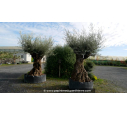 OLEA europaea - OLIVIER 'Bonsaï 200/250'