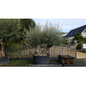 OLEA europaea - OLIVIER 'Bonsaï Double Petit'
OLEA europaea - OLIVIER \'Bonsaï Double Petit\'