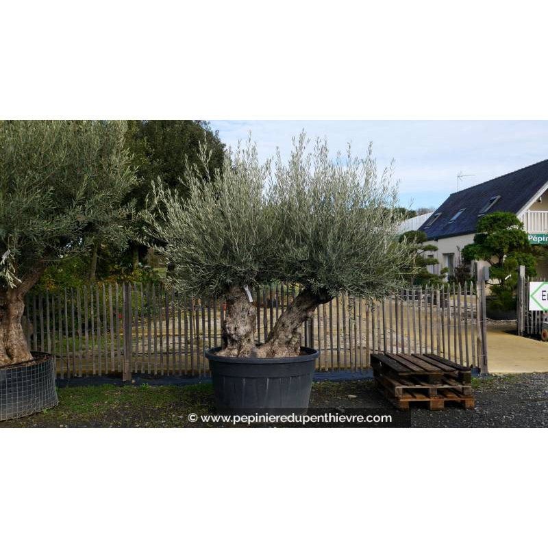 OLEA europaea - OLIVIER 'Bonsaï Double Petit'