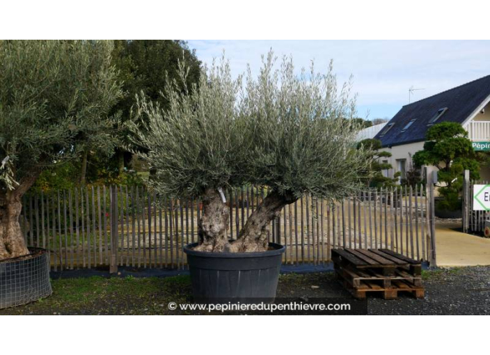 OLEA europaea - OLIVIER 'Bonsaï Double Petit'