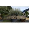 OLEA europaea - OLIVIER \'Bonsaï Double Petit\'