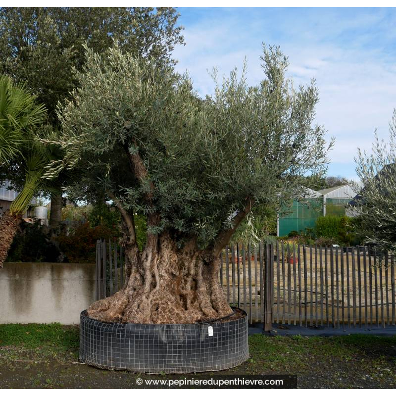 OLEA europaea - OLIVIER 'Bonsaï semi-millénaire 250/300'