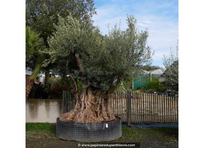 OLEA europaea - OLIVIER 'Bonsaï semi-millénaire 250/300'