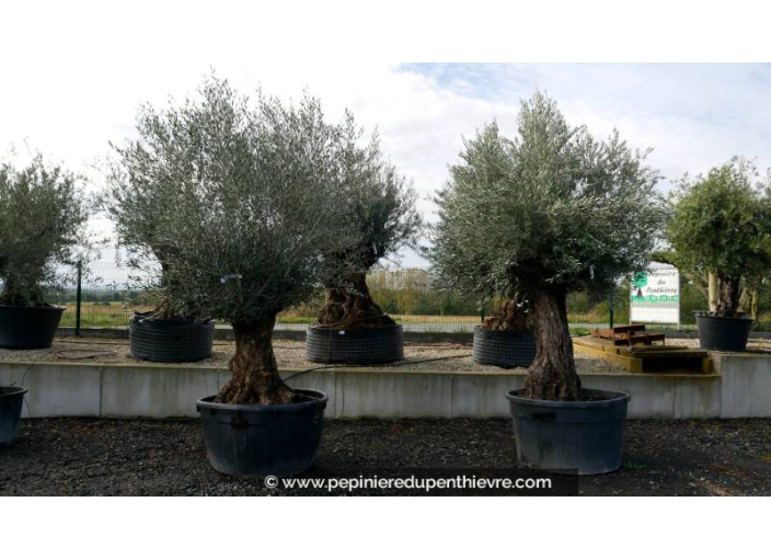 OLEA europaea - OLIVIER 'Bonsaï 120/150'