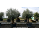 OLEA europaea - OLIVIER 'Bonsaï 120/150'