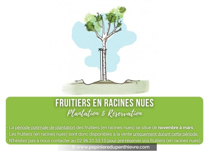 NOYER 'Corne du Périgord' NOYER 'Corne du Périgord'