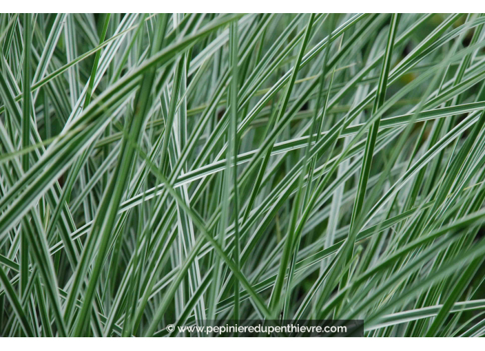 MISCANTHUS sinensis 'Morning Light' MISCANTHUS sinensis 'Morning Light'