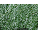 MISCANTHUS sinensis 'Morning Light' MISCANTHUS sinensis 'Morning Light'