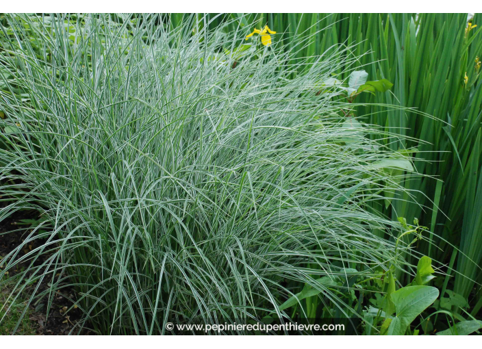 MISCANTHUS sinensis 'Morning Light' MISCANTHUS sinensis 'Morning Light'