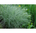 MISCANTHUS sinensis 'Morning Light' MISCANTHUS sinensis 'Morning Light'