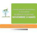 ACER negundo ACER negundo