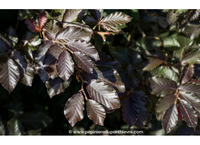 FAGUS sylvatica 'Atropurpurea'