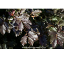 FAGUS sylvatica 'Atropurpurea'