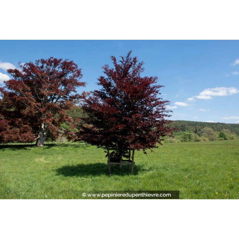 FAGUS sylvatica 'Atropurpurea'
